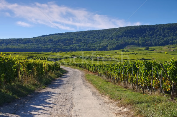 Vineyards in Alsace, France Stock photo © LianeM