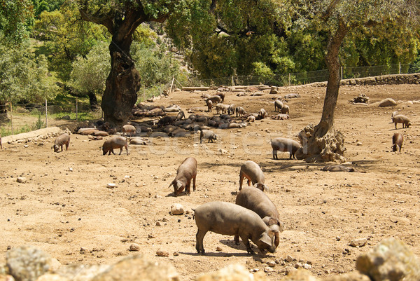 Iberisches Schwein - Black Iberian pig 02 Stock photo © LianeM