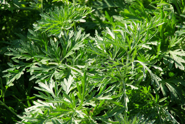 Háttér zöld szárított növénygyűjtemény gally gyógyászati Stock fotó © LianeM