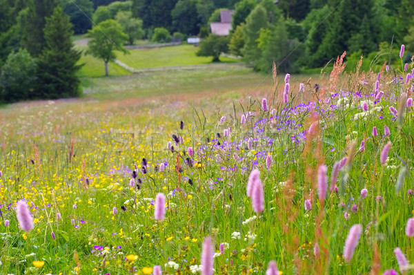 spring flower meadows in mountains Stock photo © LianeM