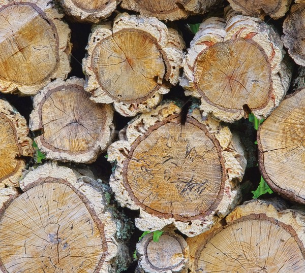 stock photo: stack of wood from cork oak 04