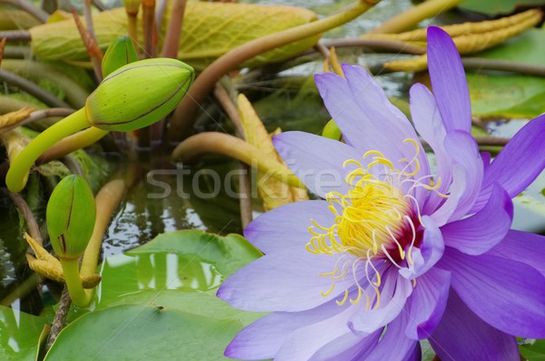 Stock photo: water lily 