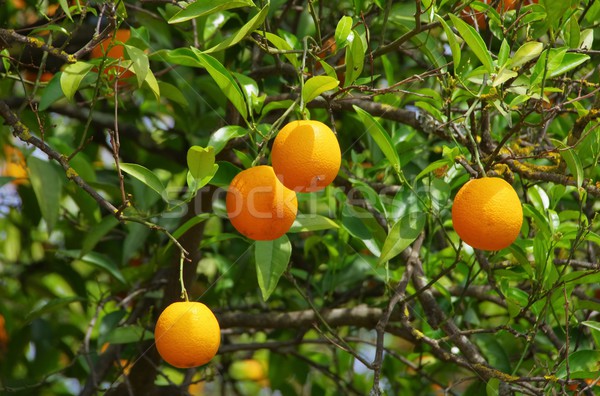 Pomarańczy drzewo liści owoców ogród pomarańczowy Zdjęcia stock © LianeM