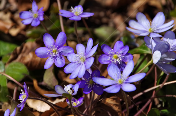 Hepatica nobilis flower in spring Stock photo © LianeM