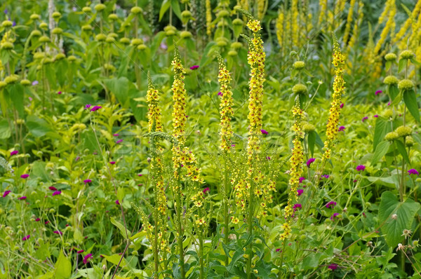 Name schwarz Anlage Blüte gelb Blume Stock foto © LianeM