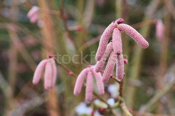 hazel tree 15 Stock photo © LianeM