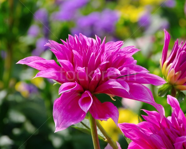 Dahlia bloem natuur blad groene roze Stockfoto © LianeM