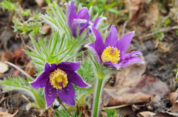 pasque flower  Stock photo © LianeM