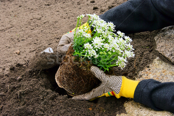 Strauch Pflanzung Blume Hand Blatt Garten Stock foto © LianeM