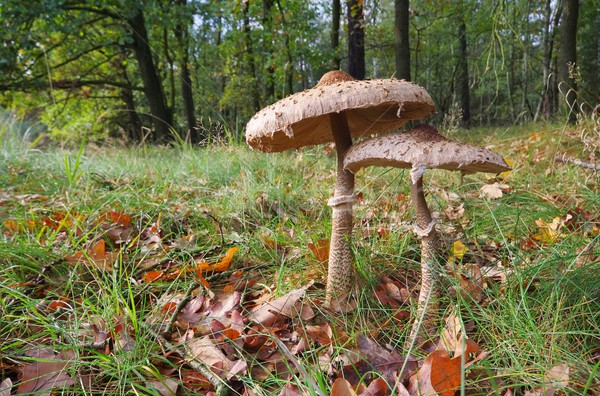 陽傘 蘑菇 18 木 森林 植物 商業照片 © LianeM