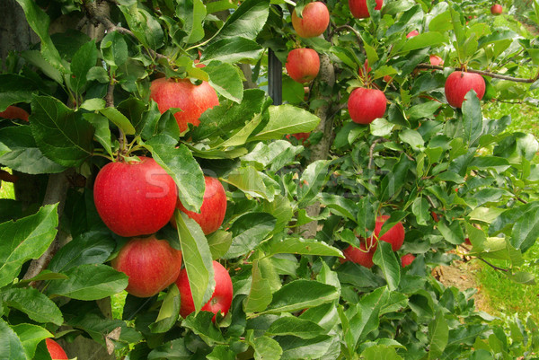 apple on tree 07 Stock photo © LianeM