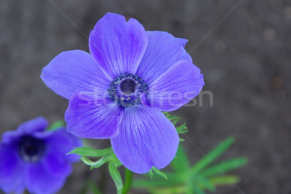 poppy anemone 07 Stock photo © LianeM