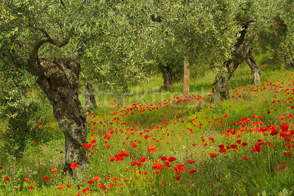 ストックフォト: ケシ · オリーブの木 · 花 · ツリー · フィールド · 赤