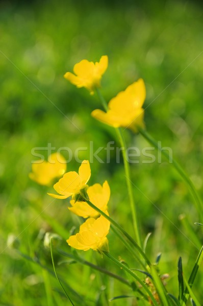 Creeping Buttercup  Stock photo © LianeM