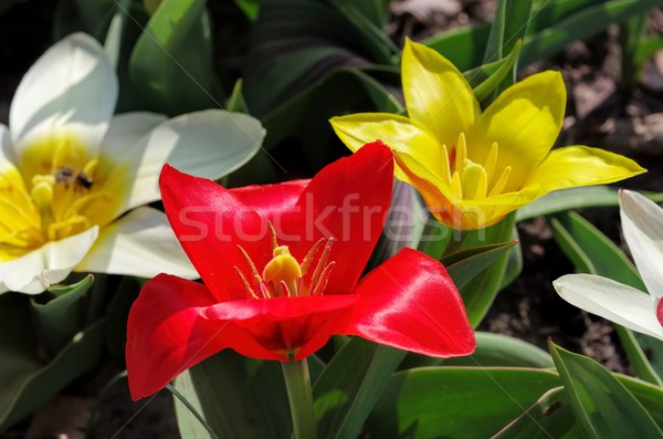 wild tulip Tulipa kaufmanniana  Stock photo © LianeM