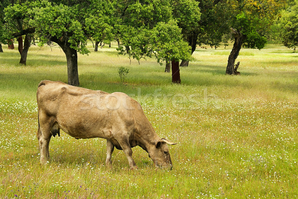 cow 54 Stock photo © LianeM