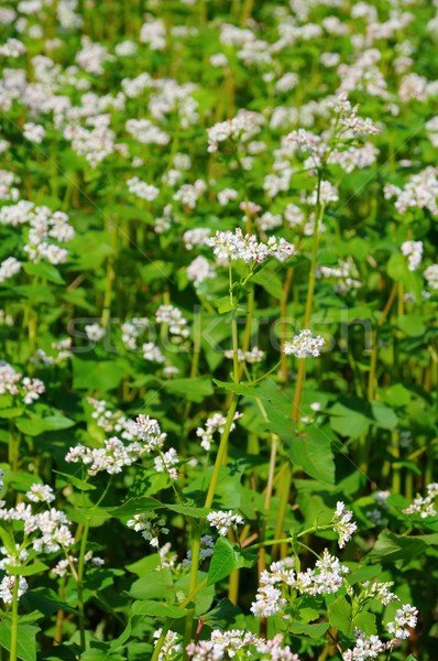 12 bloem medische natuur veld boerderij Stockfoto © LianeM