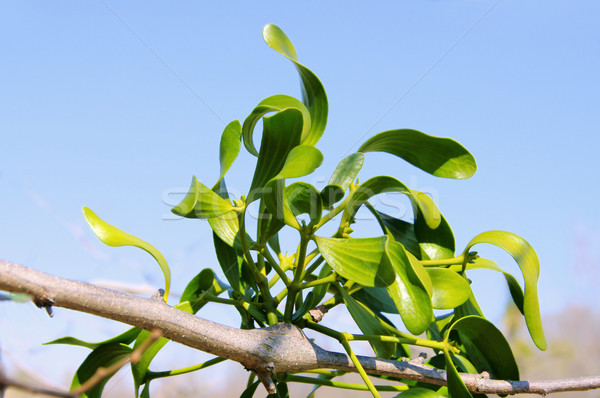 mistletoe 18 Stock photo © LianeM