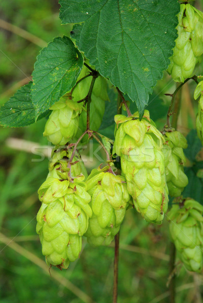 Hopfenpflanze - hop plant 02 Stock photo © LianeM