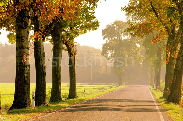 [[stock_photo]]: Automne · 20 · arbre · route · nature · été