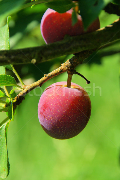 商业照片: 梅子 ·树· 蓝色 · 秋天 / plum tree 02