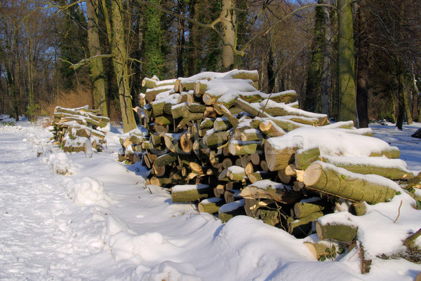 Drewna zimą Zdjęcia stock © LianeM