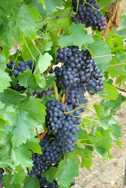 Winogron czerwony owoców ogród niebieski jesienią Zdjęcia stock © LianeM