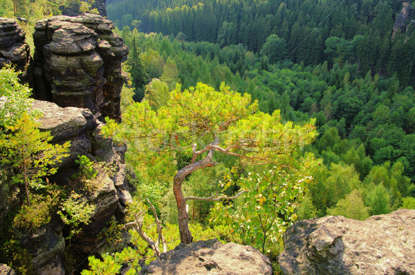 Tal Baum Wald Landschaft Berg Tabelle Stock foto © LianeM