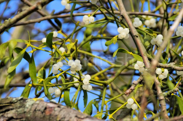 mistletoe  Stock photo © LianeM