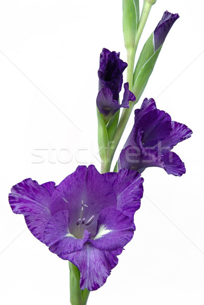 gladiolus 01 Stock photo © LianeM