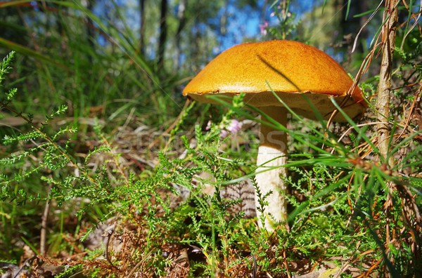 red cap mushroom 10 Stock photo © LianeM