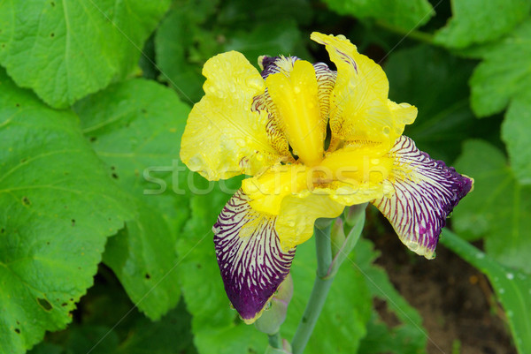 Iris Drop gelb lila Stock foto © LianeM