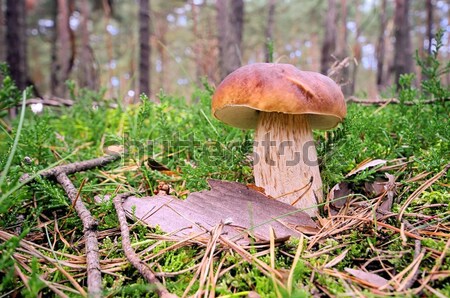 31日， 草 木 森林 秋天 植物 商業照片 © LianeM