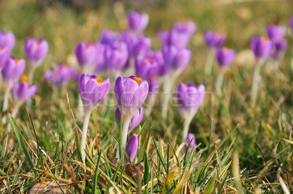 Crocus  Stock photo © LianeM