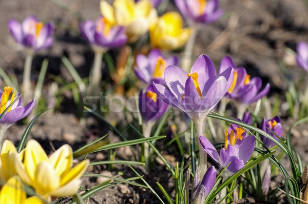 Crocus Stock photo © LianeM