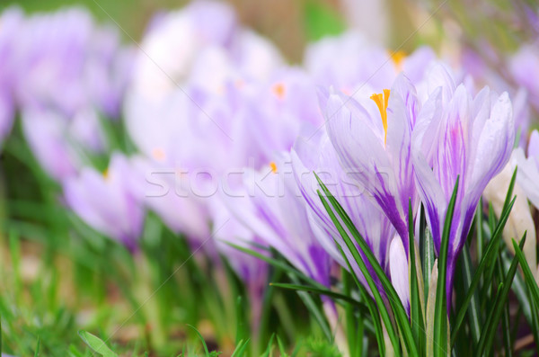 Crocus 52 Stock photo © LianeM