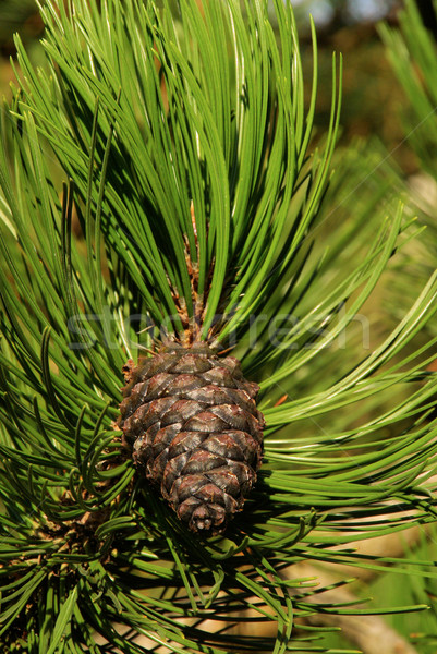Pine takje bos natuur plant macro Stockfoto © LianeM