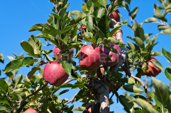 Apfelbaum rot Äpfel Baum Essen Blatt Stock foto © LianeM