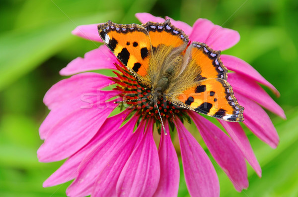 Stock foto: Wenig · lila · Blume · Schmetterling · Garten