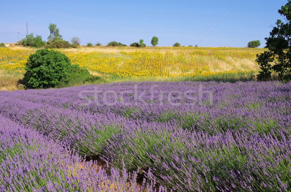 lavender and  sunflowers 04 Stock photo © LianeM