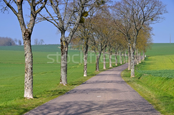 Burgundy, tree-lined road Stock photo © LianeM