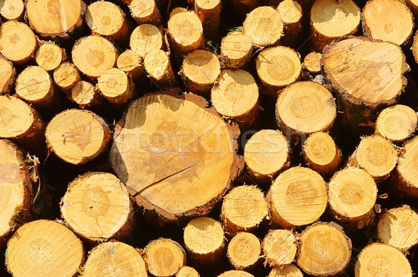 древесины Сток-фото © LianeM
