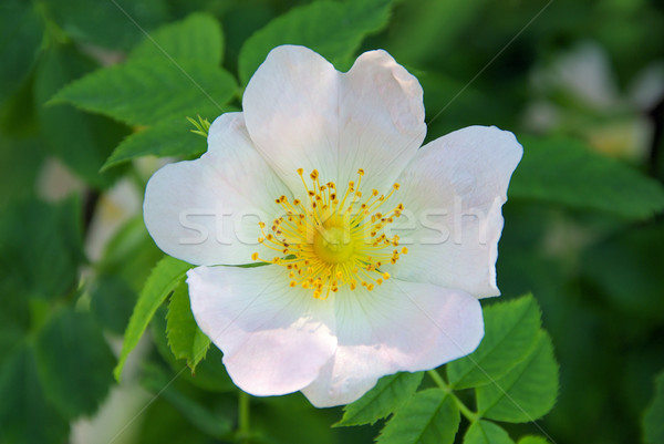 wild rose 01 Stock photo © LianeM