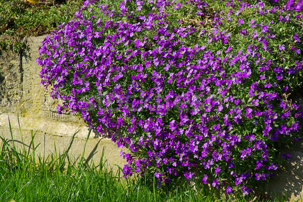 Aubrieta 02 Stock photo © LianeM