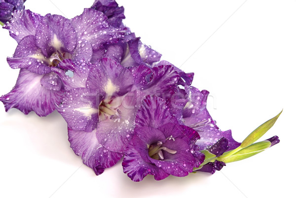 gladiolus 03 Stock photo © LianeM