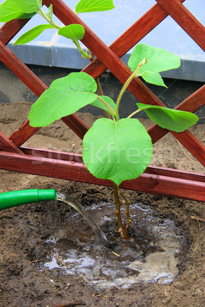 planting a kiwi plant 09 Stock photo © LianeM