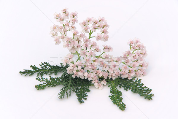 Yarrow 02 Stock photo © LianeM
