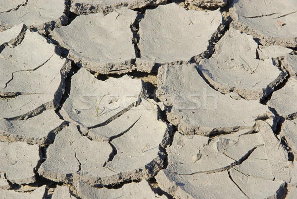 dried out ground 04 Stock photo © LianeM