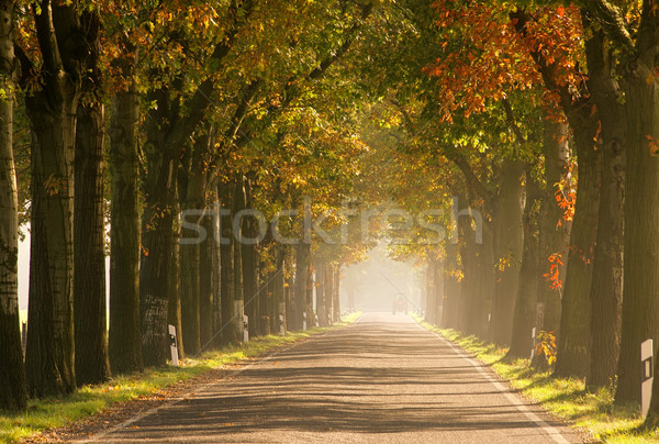 Foto stock: Cair · 22 · árvore · estrada · natureza · verão