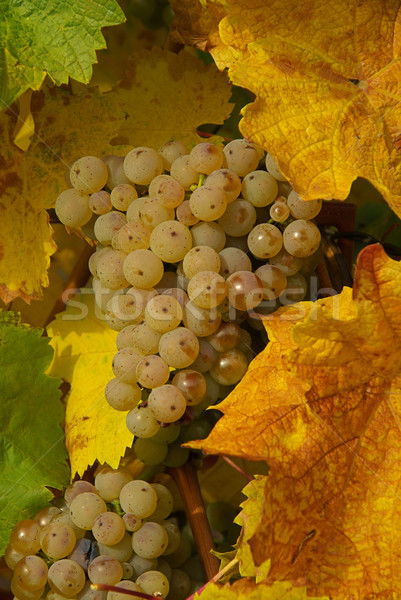 grape 47 Stock photo © LianeM